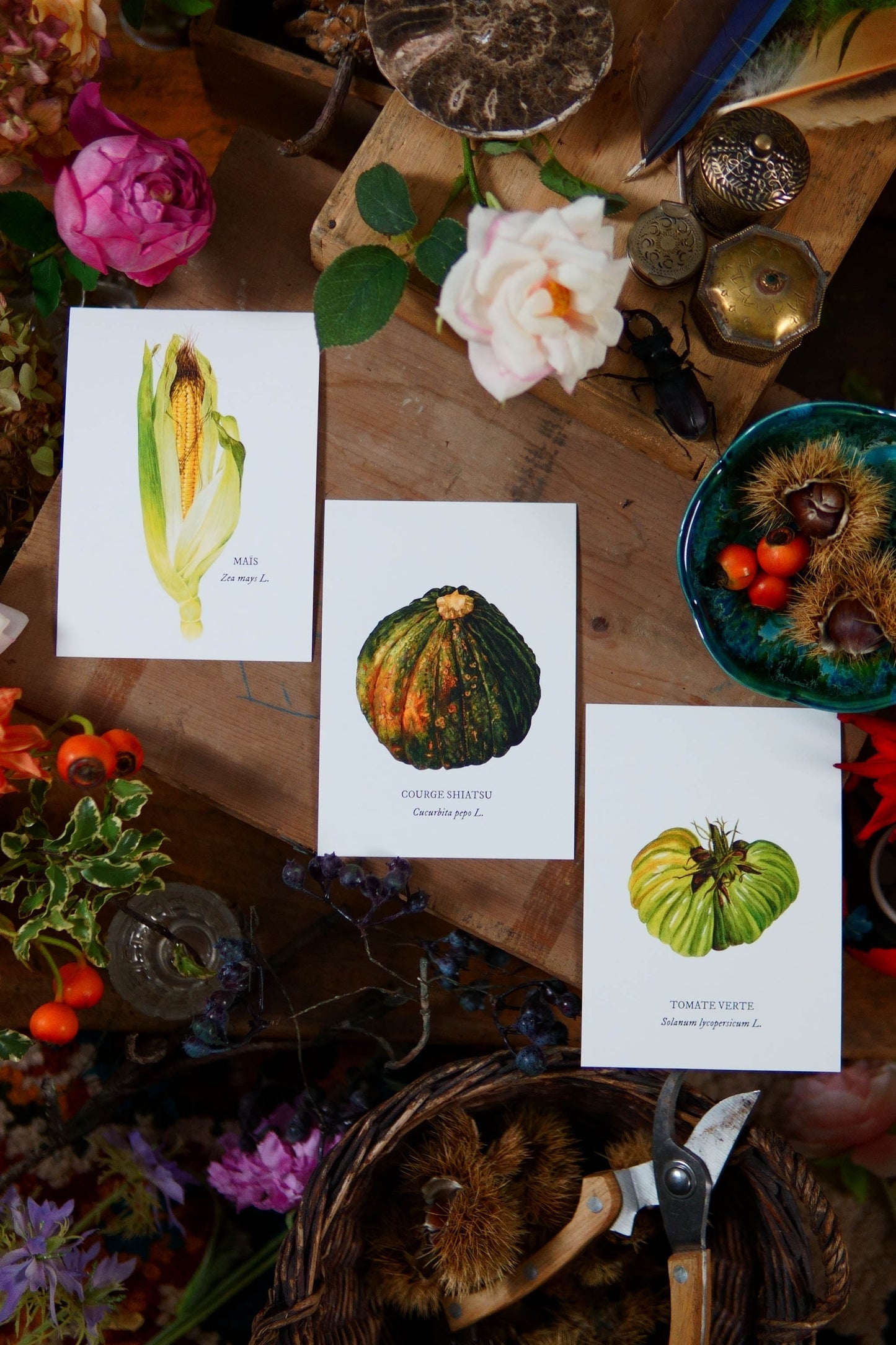 Carte botanique Courge