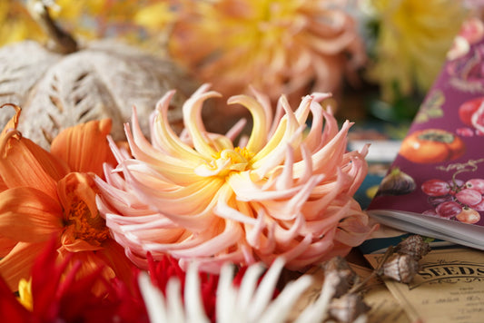 Les dahlias au jardin ... et en cuisine