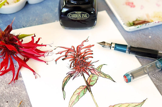 La monarde (Monarda didyma)