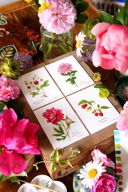 Carte botanique Rose