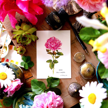 Botanical map Rose