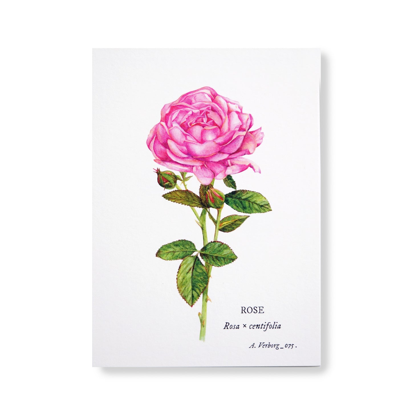 Botanical map Rose