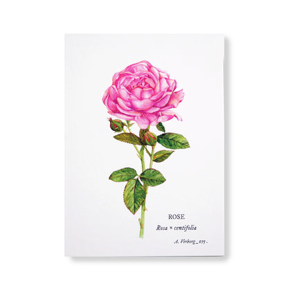 Botanical map Rose