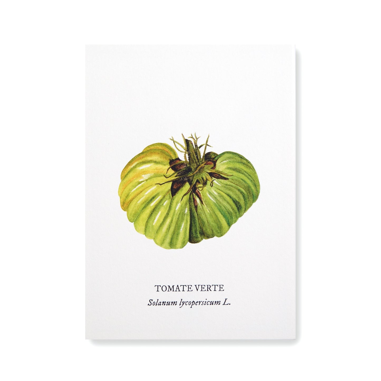 Carte botanique Tomate Verte