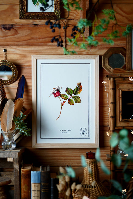 Affiche A4 Cynorrhodon
