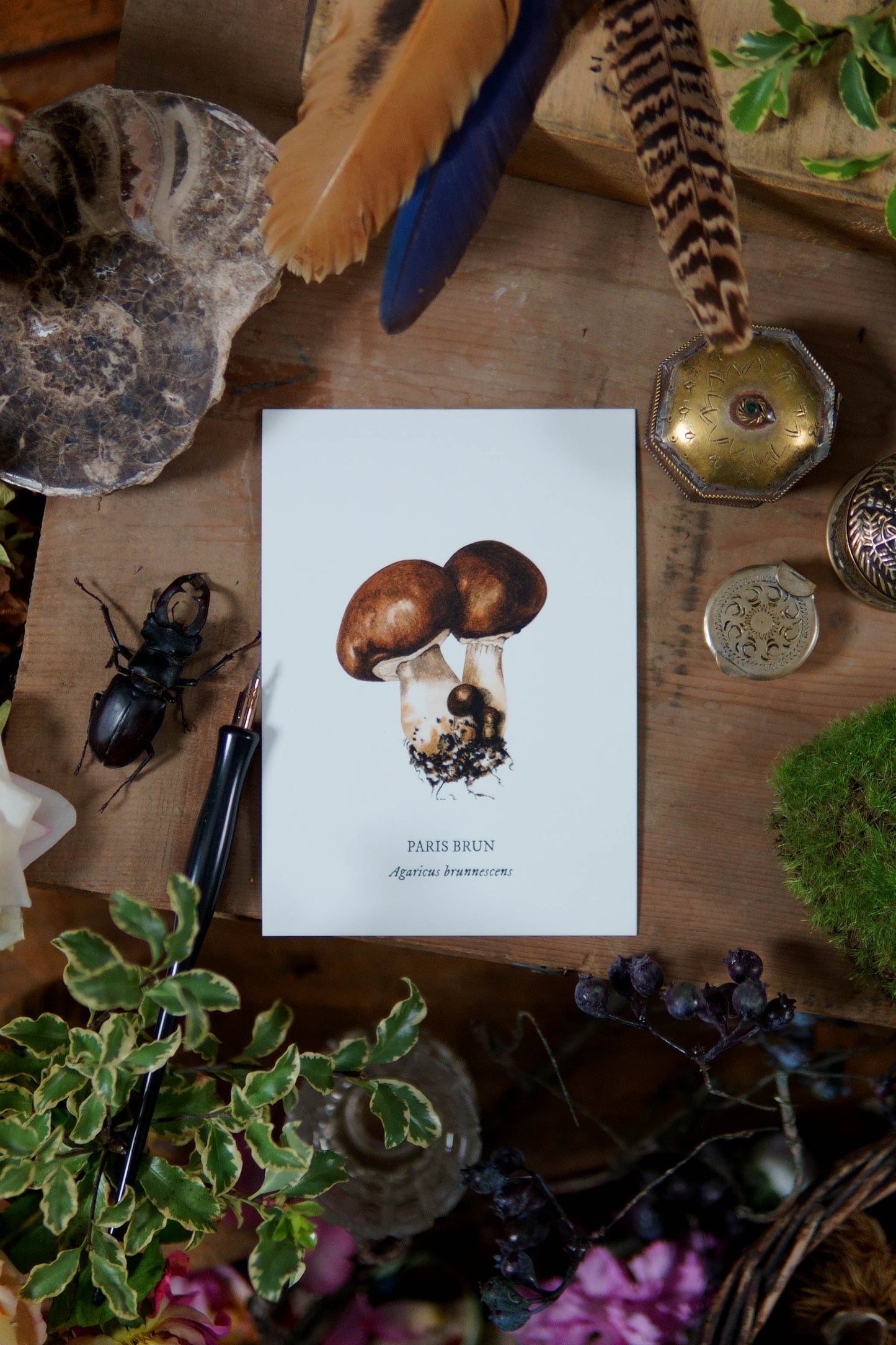 Carte botanique Champignon