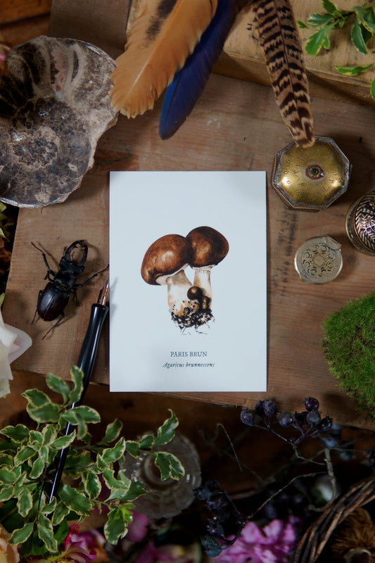 Carte botanique Champignon