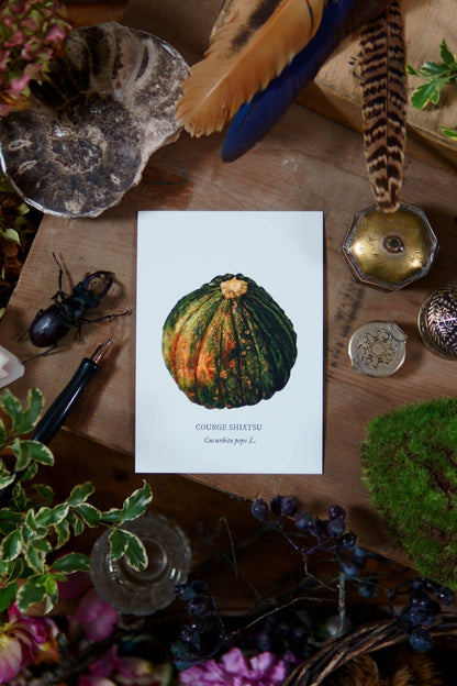Carte botanique Courge