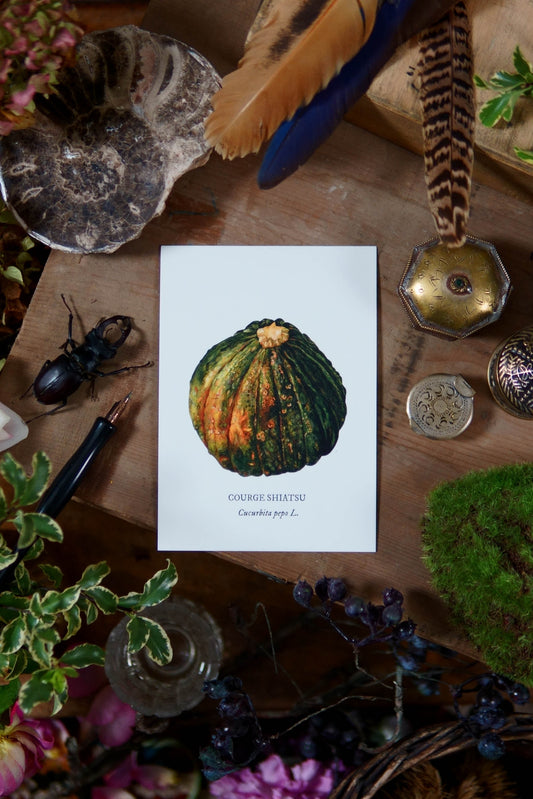 Carte botanique Courge
