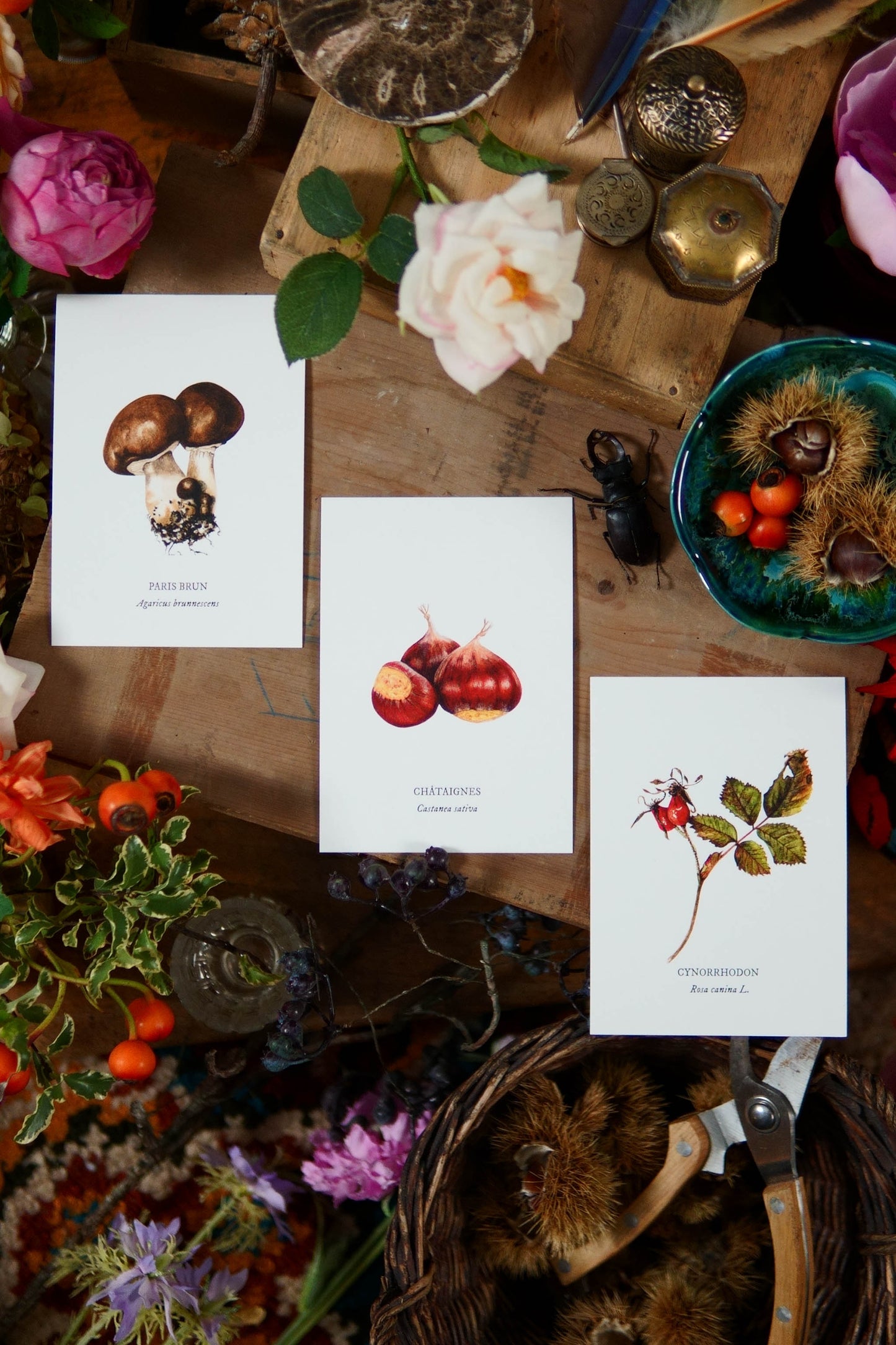 Carte botanique Champignon