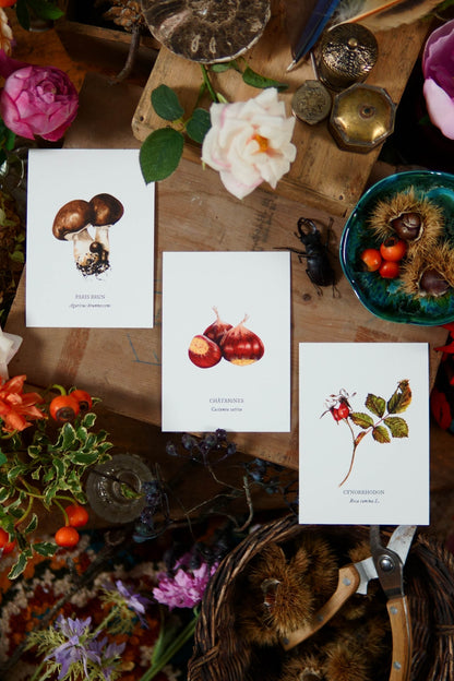 Carte botanique Champignon
