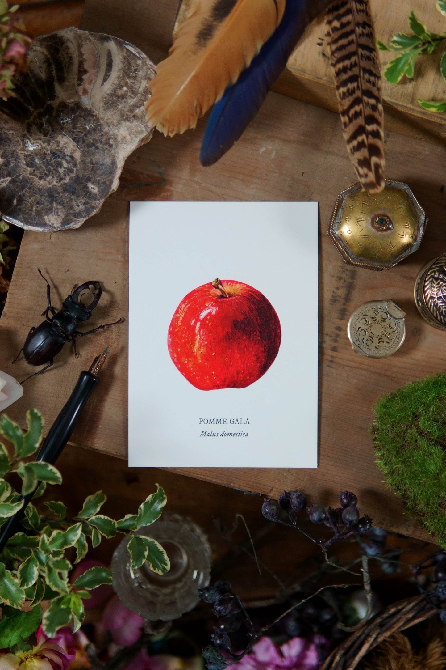 Carte botanique Pomme