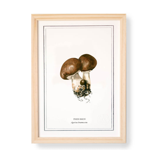 Planche botanique Champignon
