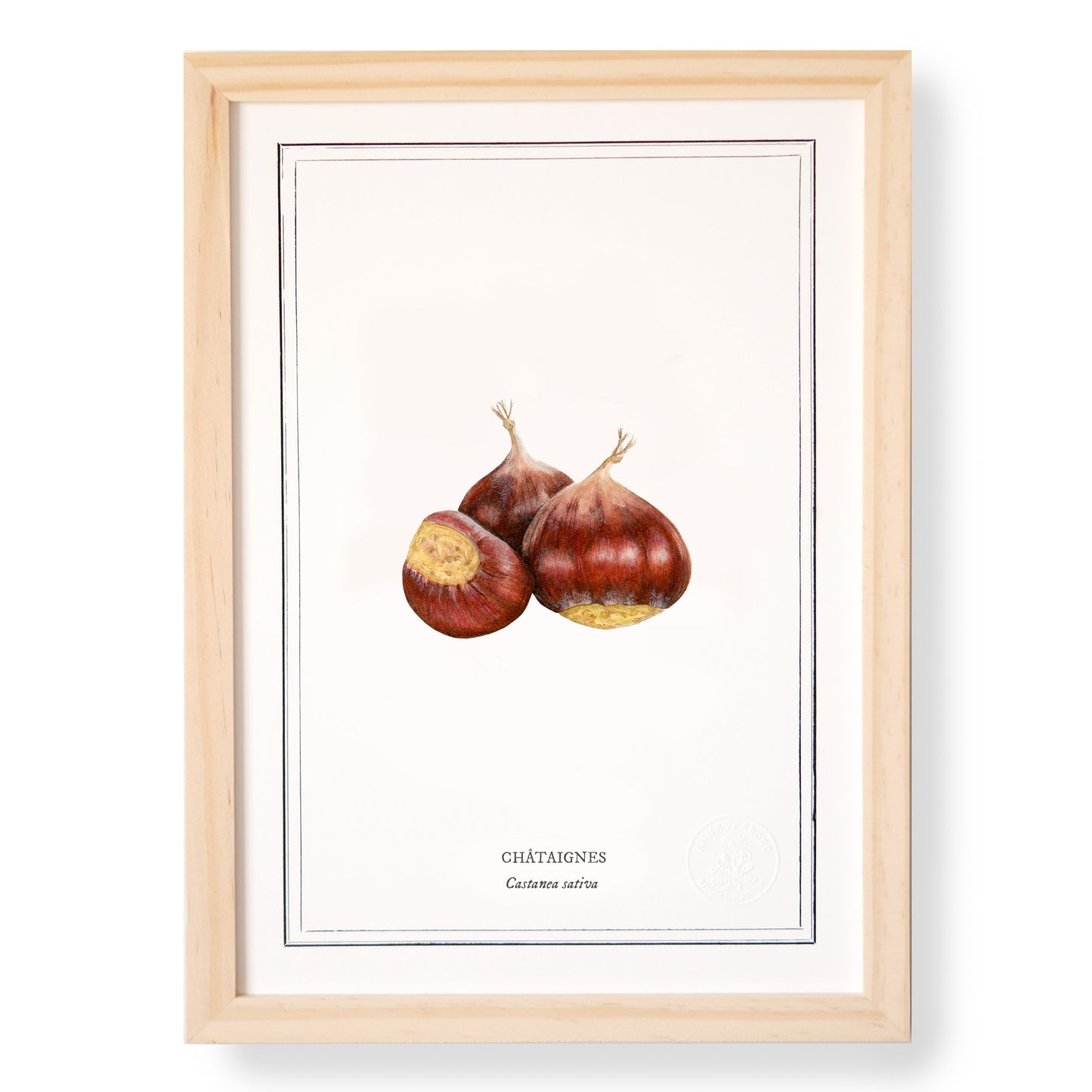 Planche botanique Châtaigne