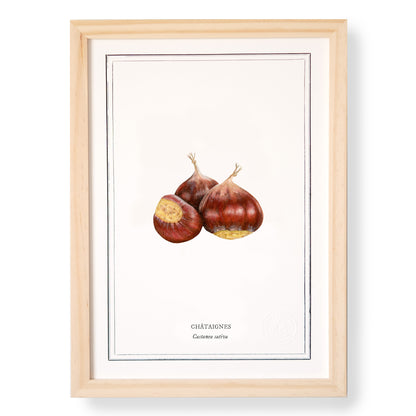 Planche botanique Châtaigne