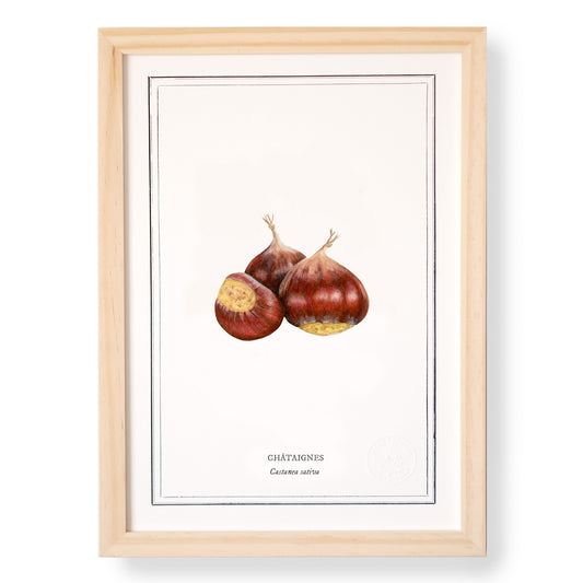 Planche botanique Châtaigne