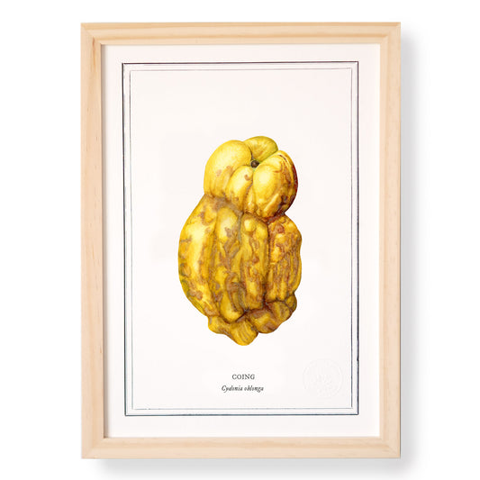 Planche botanique Coing