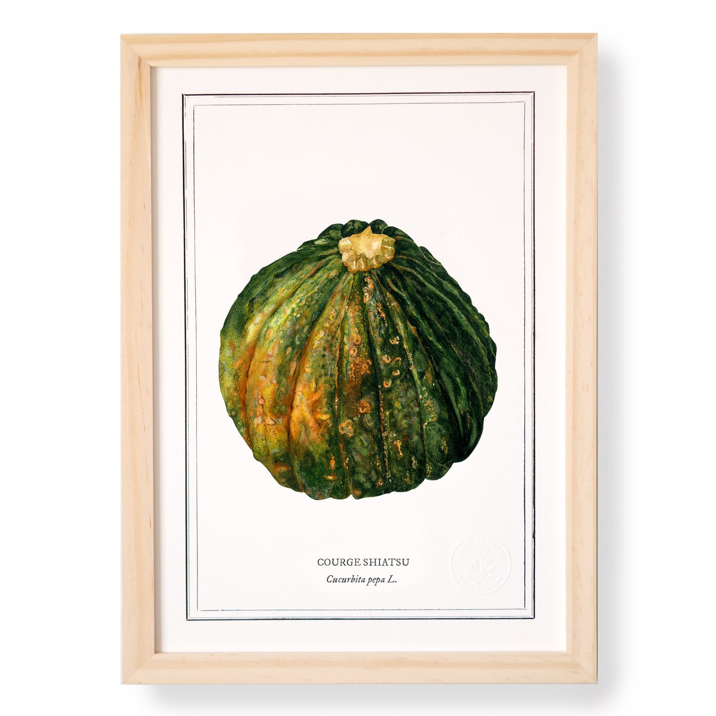 Planche botanique Courge