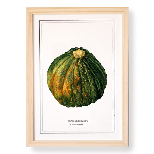 Planche botanique Courge