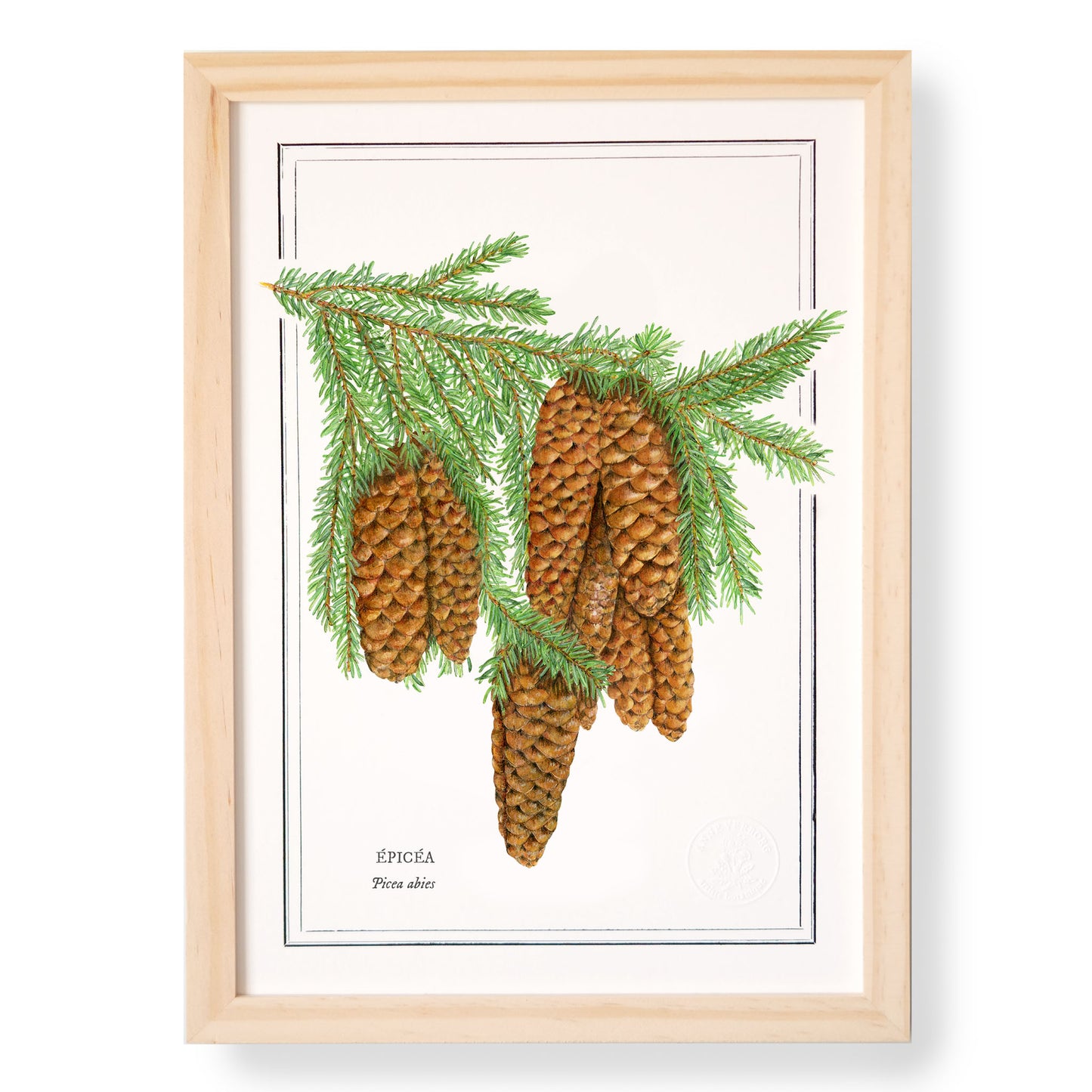 Planche botanique épicéa