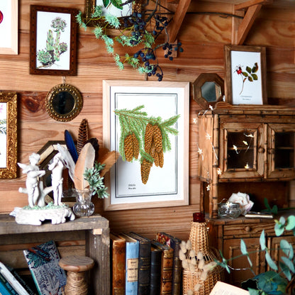 Planche botanique épicéa