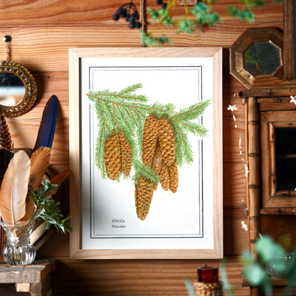 Planche botanique épicéa