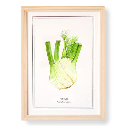 Planche botanique Fenouil