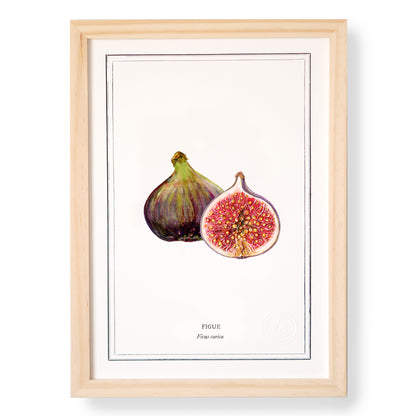 Planche botanique Figue