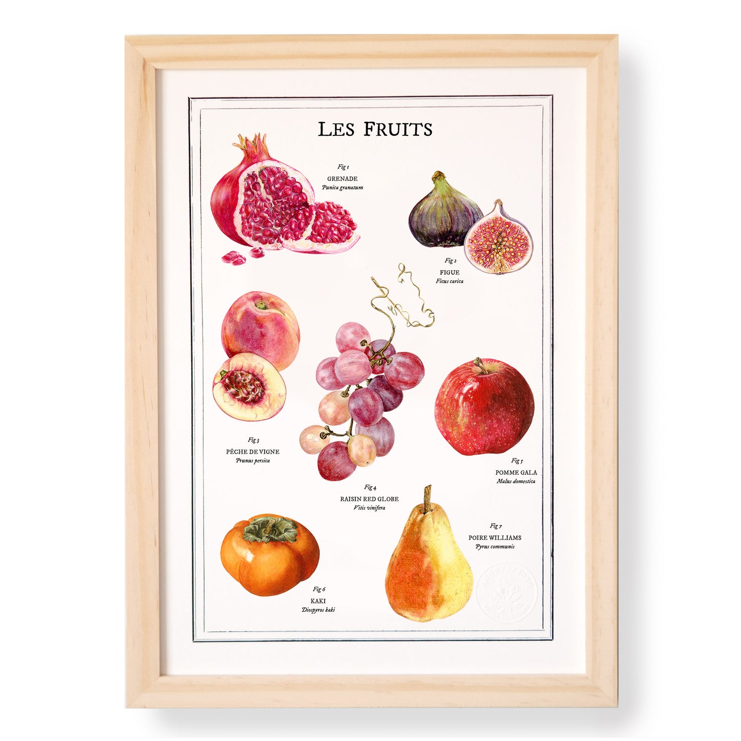 Planche botanique Fruits