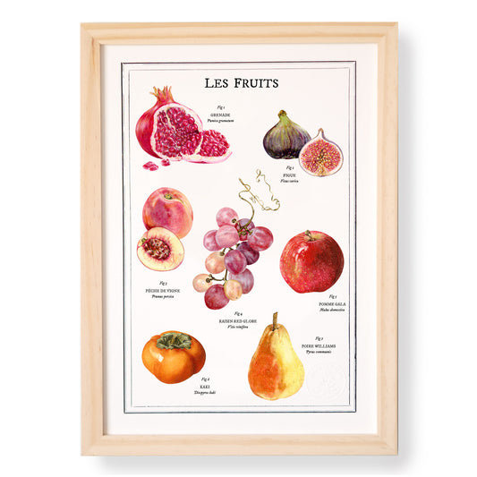 Planche botanique Fruits