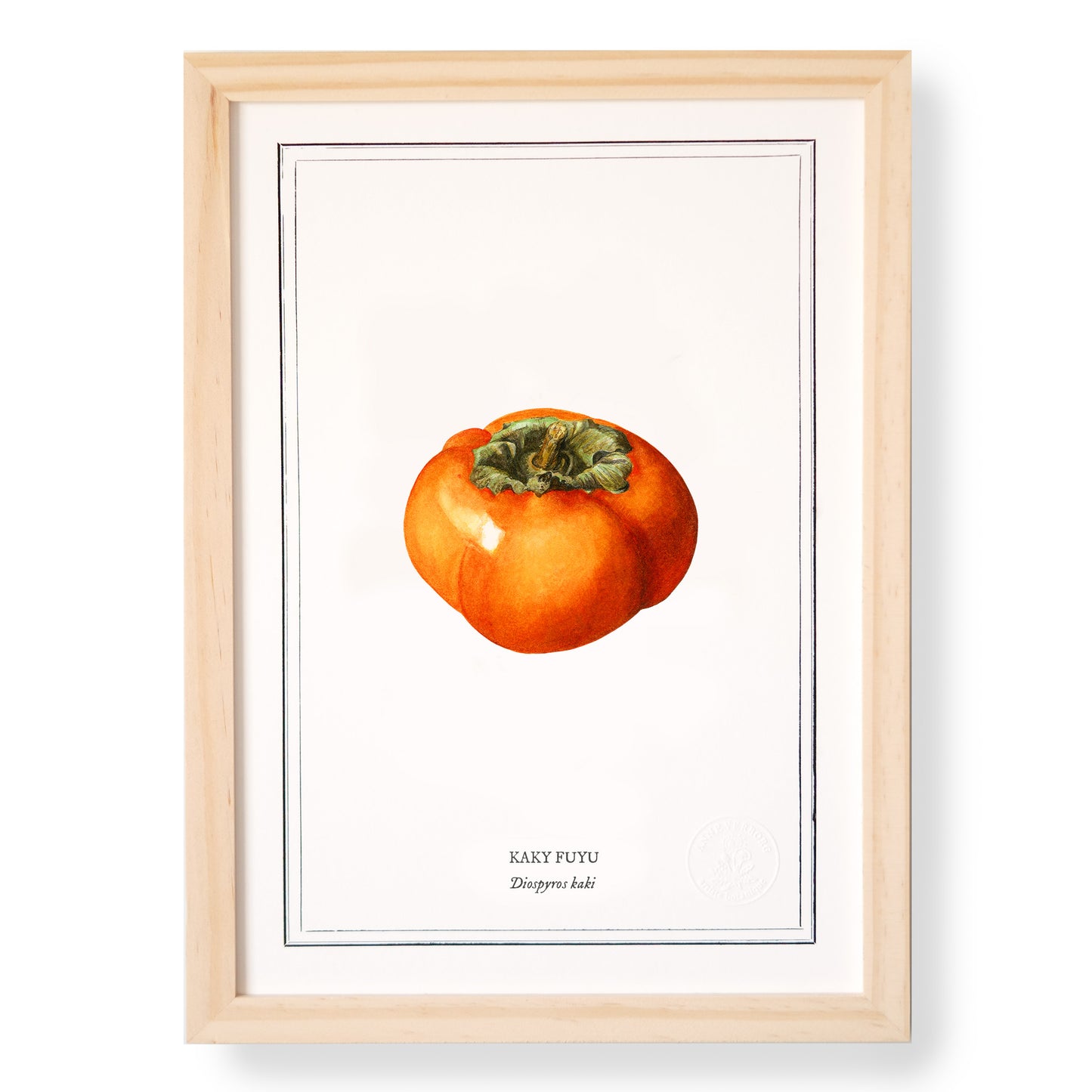 Planche botanique Kaki