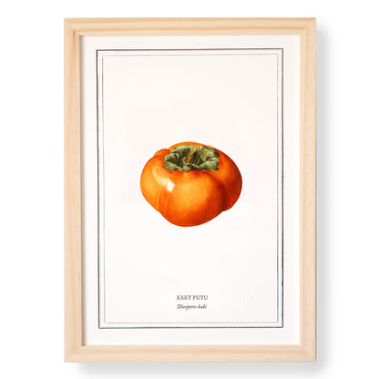 Planche botanique Kaki