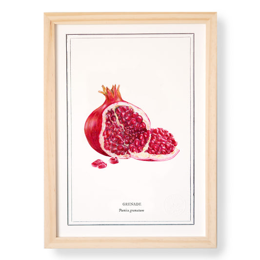 Planche botanique Grenade