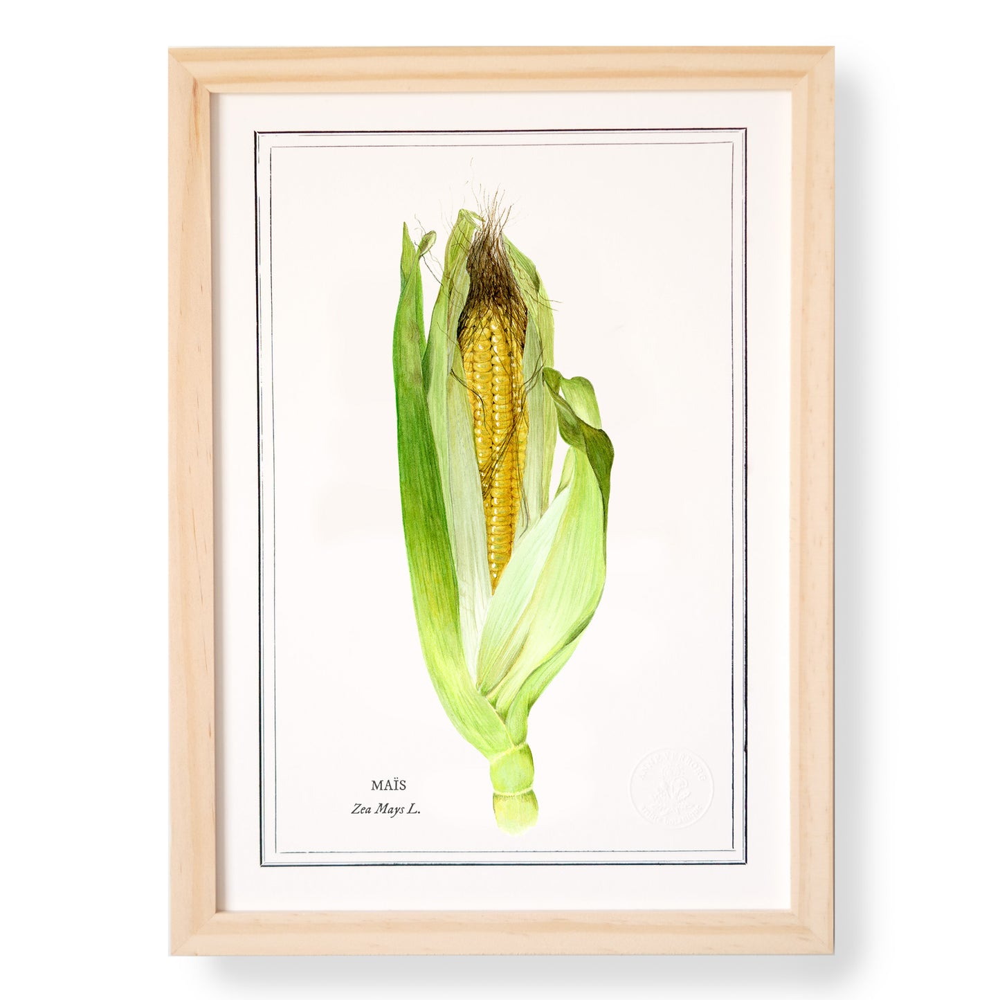 Planche botanique Maïs