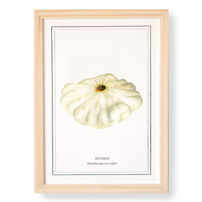 Planche botanique Pâtisson