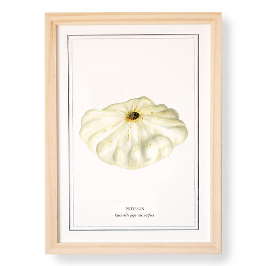 Planche botanique Pâtisson