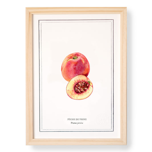 Planche botanique Pêche