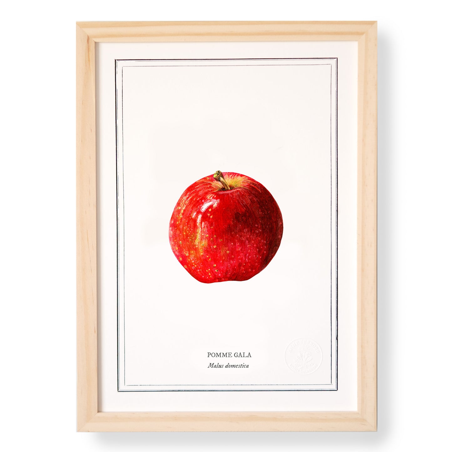 Planche botanique Pomme