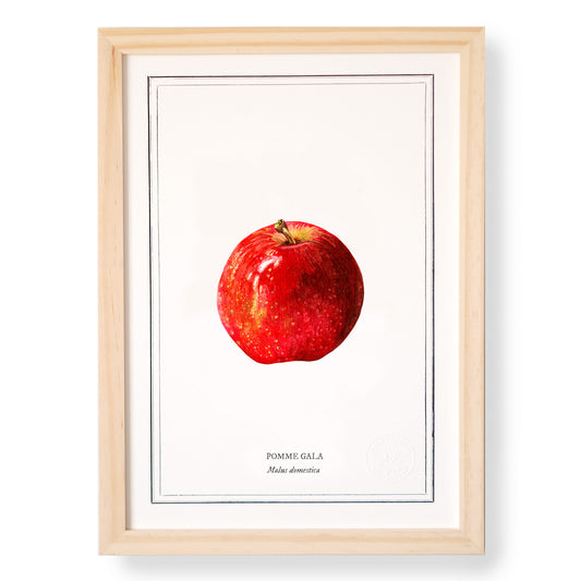 Planche botanique Pomme