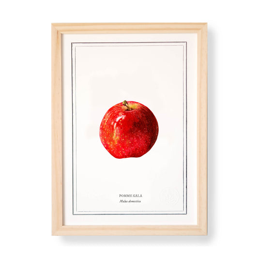 Planche botanique Pomme