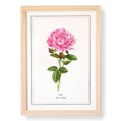 Planche botanique Rose