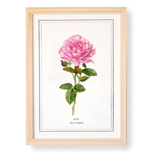 Planche botanique Rose