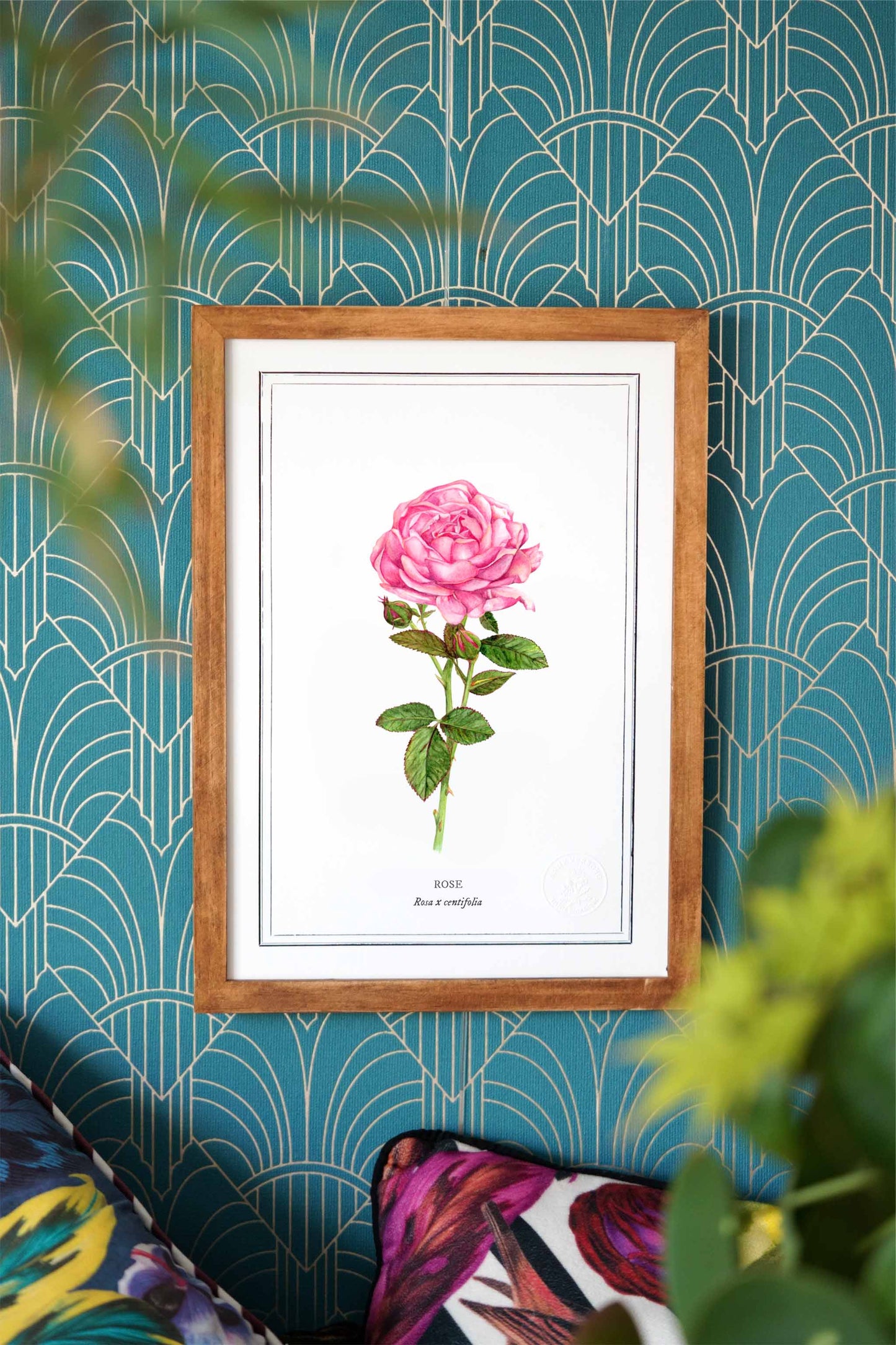 Planche botanique Rose