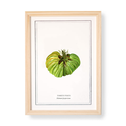 Planche botanique Tomate verte
