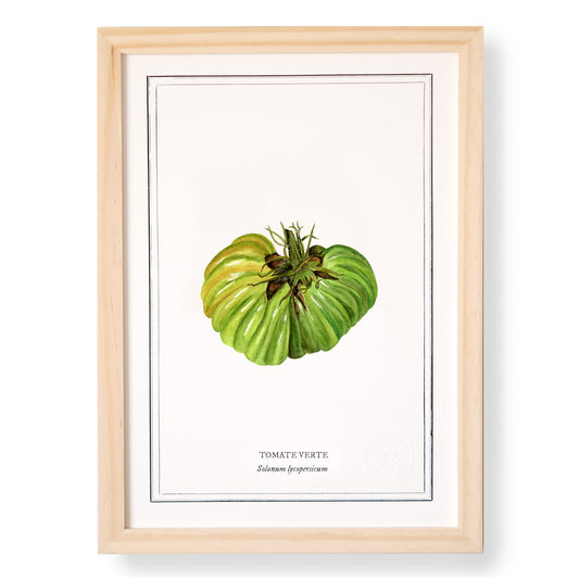 Planche botanique Tomate verte