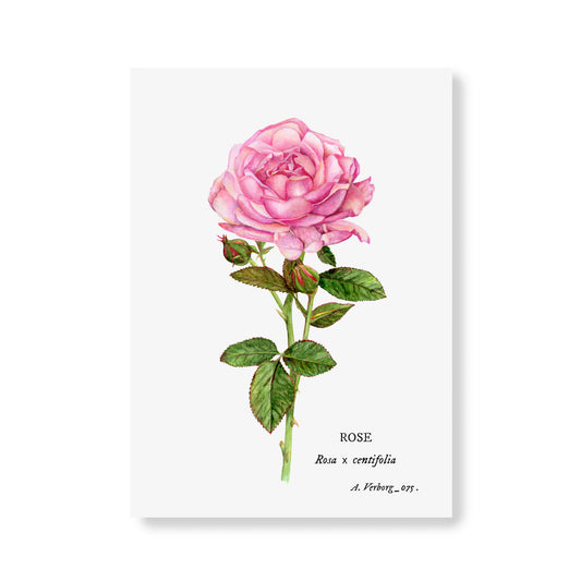 Carte botanique Rose